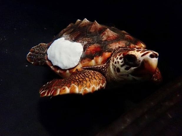 Kai the Loggerhead Turtle